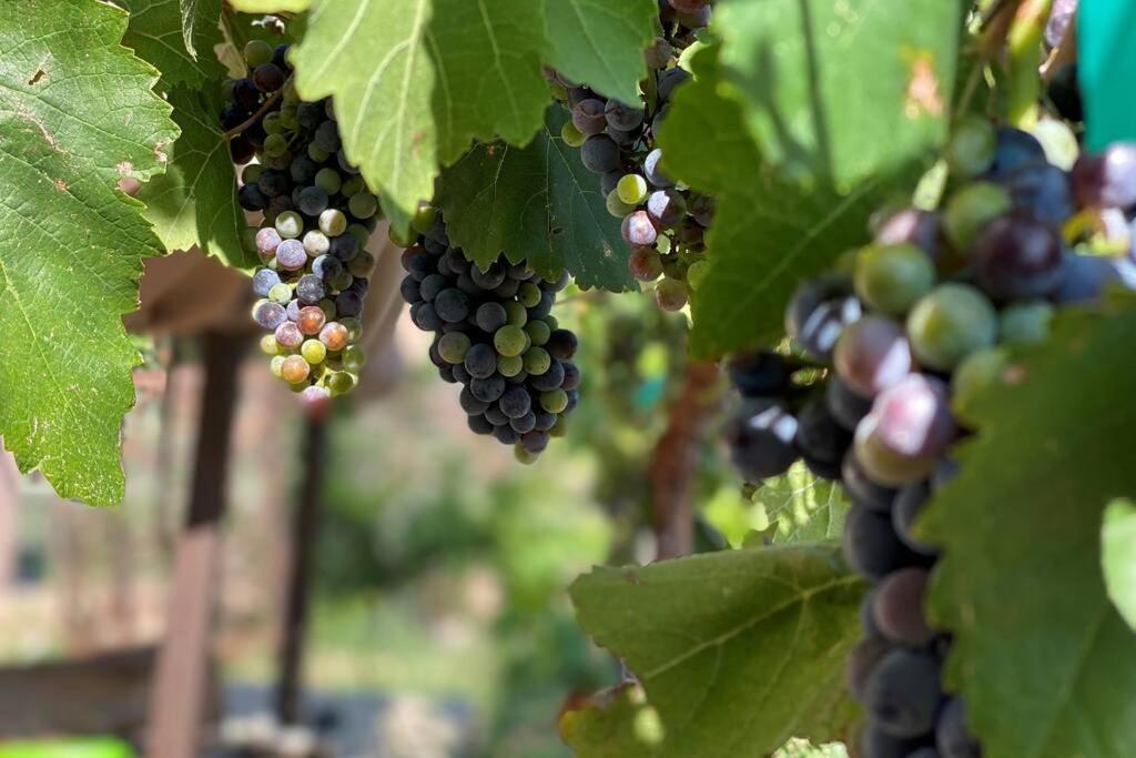 Cabernet Cottage Котънууд Екстериор снимка